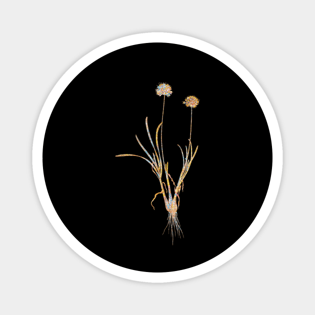 Gold Prism Mosaic Allium Carolinianum Botanical Illustration Magnet by Holy Rock Design